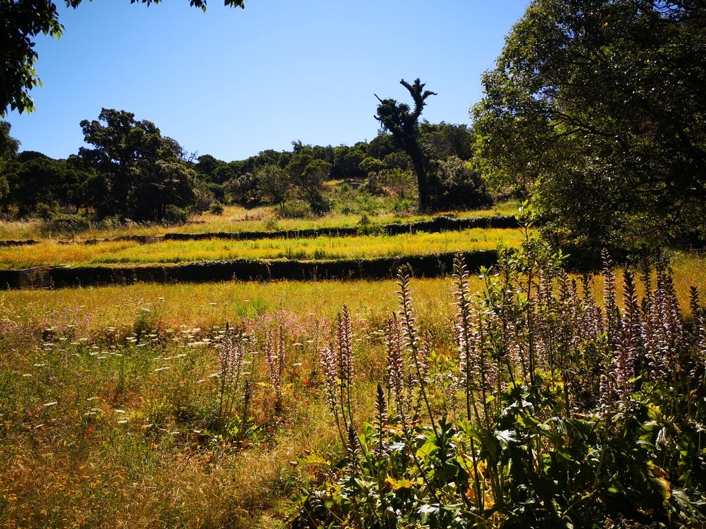 Jardin des Méditerranées - 03 06 2024 (10).jpg