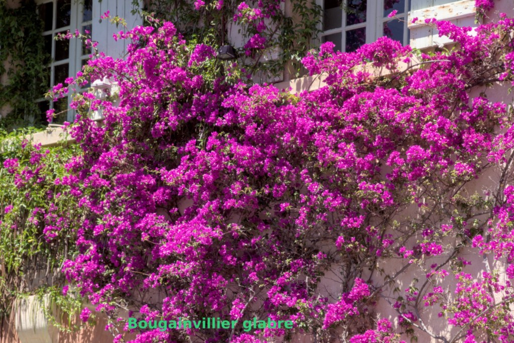 Jardin des Méditerranées - 03 06 2024 (29).jpg