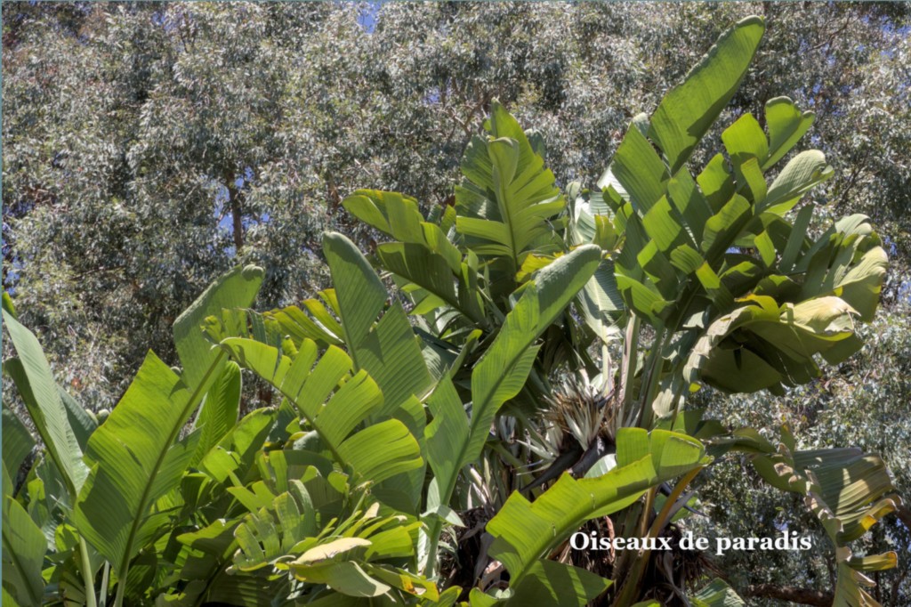 Jardin des Méditerranées - 03 06 2024 (34).jpg