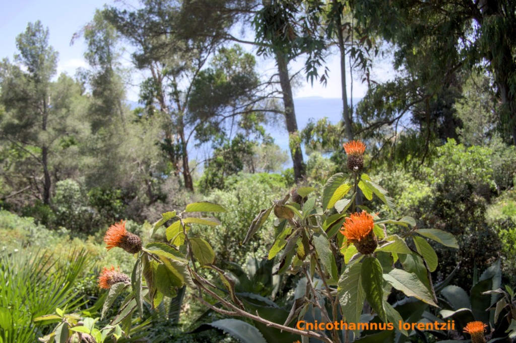 Jardin des Méditerranées - 03 06 2024 (40).jpg