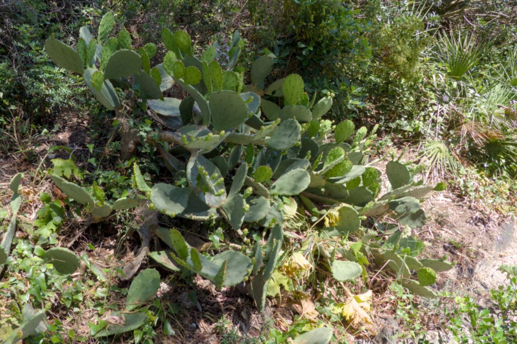 Jardin des Méditerranées - 03 06 2024 (44).jpg
