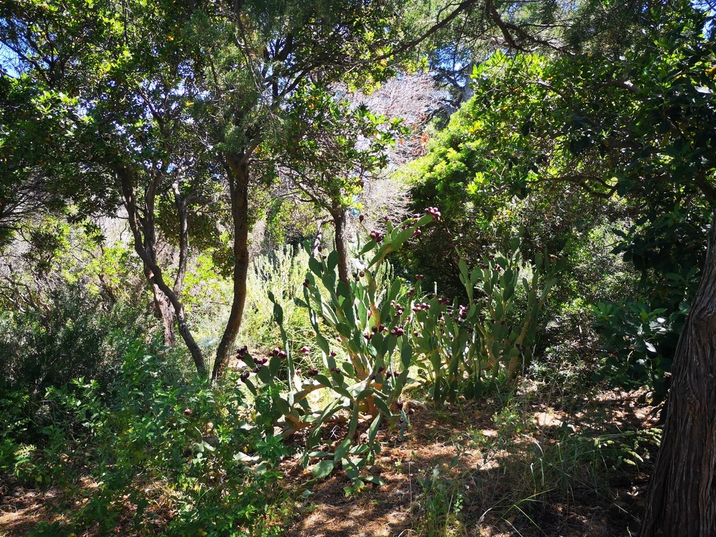 Jardin des Méditerranées - 03 06 2024 (45).jpg