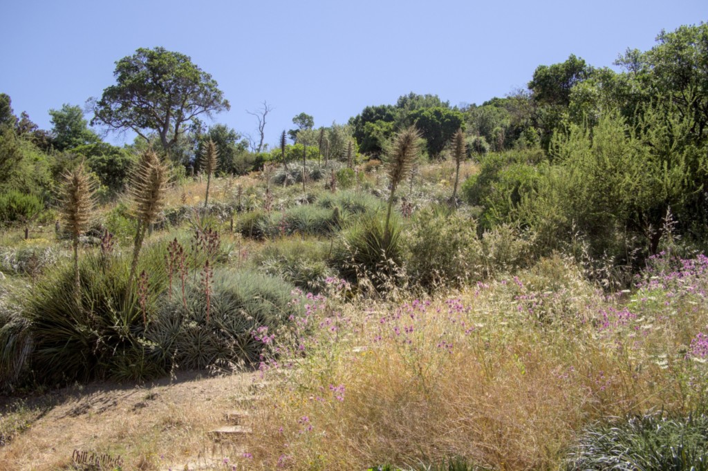 Jardin des Méditerranées - 03 06 2024 (9).jpg