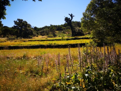 Jardin des Méditerranées - 03 06 2024 (10).jpg