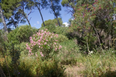 Jardin des Méditerranées - 03 06 2024 (16).jpg
