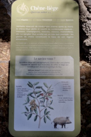 Jardin des Méditerranées - 03 06 2024 (20).jpg