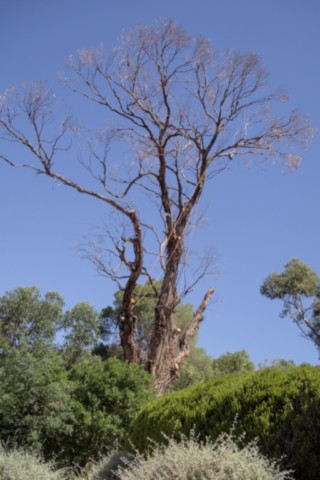 Jardin des Méditerranées - 03 06 2024 (22).jpg