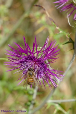 Jardin des Méditerranées - 03 06 2024 (23).jpg