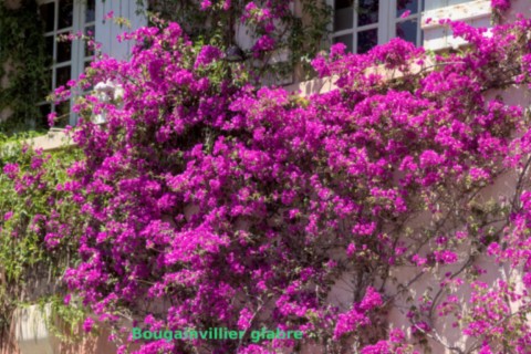 Jardin des Méditerranées - 03 06 2024 (29).jpg
