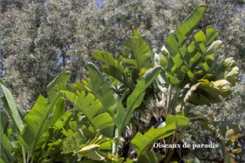 Jardin des Méditerranées - 03 06 2024 (34).jpg