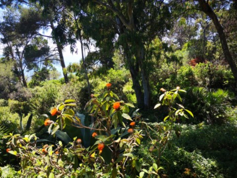 Jardin des Méditerranées - 03 06 2024 (41).jpg