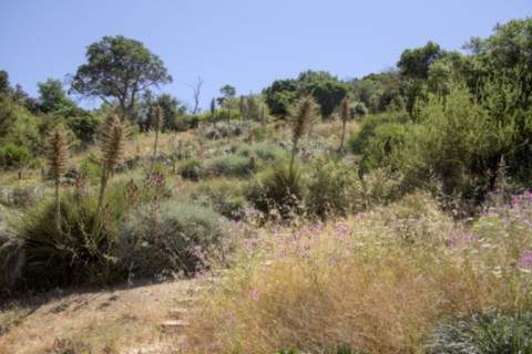 Jardin des Méditerranées - 03 06 2024 (9).jpg